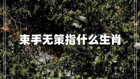 束手無策指什么生肖