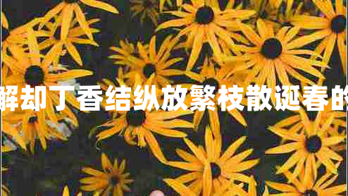殷勤解卻丁香結(jié)縱放繁枝散誕春的意思