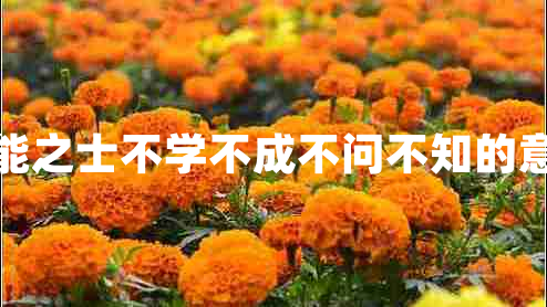 智能之士不學(xué)不成不問不知的意思
