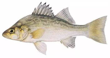 典故鱸魚