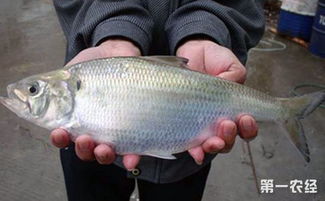 鰣魚,典故