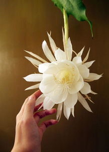 曇花一現(xiàn)的典故是什么,曇花一現(xiàn)的典故出自哪里,曇花一現(xiàn)的故事典故