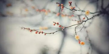 鄉(xiāng)心典故