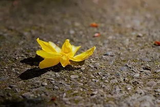 黃花之約典故