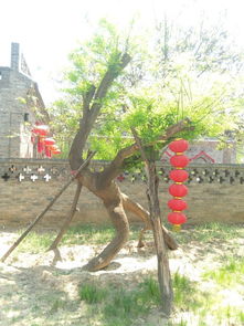 槐樹,典故
