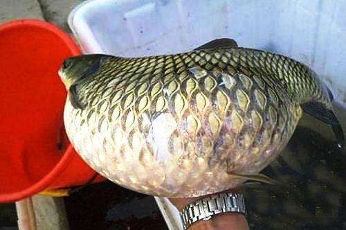 魚肚子典故
