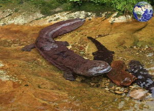 娃娃魚,典故