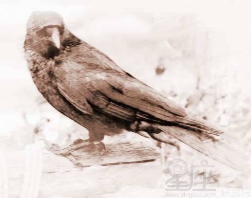 烏鵲典故出處