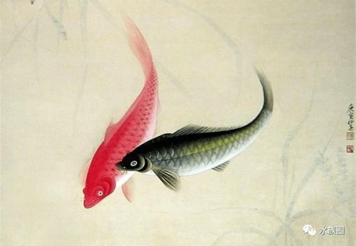 鯉魚典故