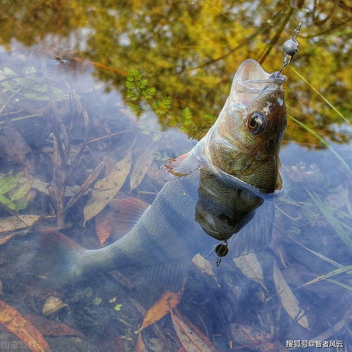 魚典故詩句