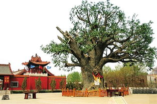 大槐樹典故