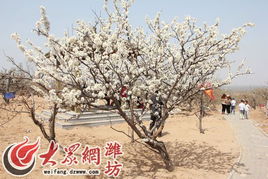 山陽(yáng)梨花節(jié)降菇事行策劃方案