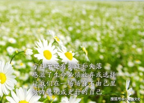 女人陽光自信的句子正能量,迎著陽光的正能量句子,生活陽光正能量的句子