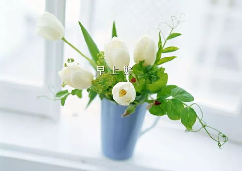 養(yǎng)花女人正能量,有關(guān)養(yǎng)花的正能量說說,養(yǎng)花的心情優(yōu)美句子