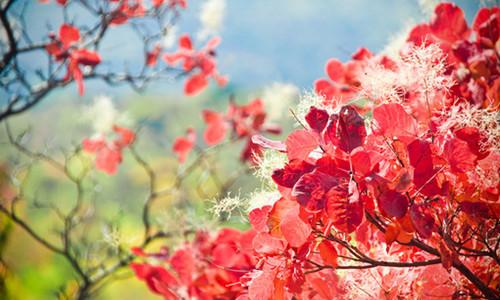 熱愛祖國(guó)正能量的句子,正能量滿滿的勵(lì)志句子,關(guān)于花的正能量句子