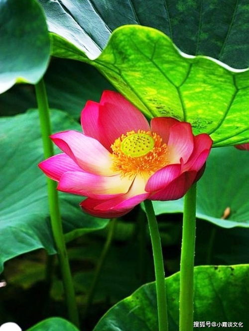 積極向上正能量的句子八個(gè)字,激勵(lì)孩子積極向上正能量的句子,工作積極向上正能量的句子