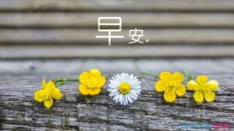 100條早安心語正能量句子