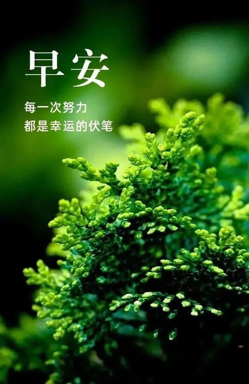 陽光的唯美句子正能量