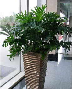 綠植租賃會(huì)計(jì)科目,綠植屬于什么會(huì)計(jì)科目,綠植計(jì)入什么會(huì)計(jì)科目