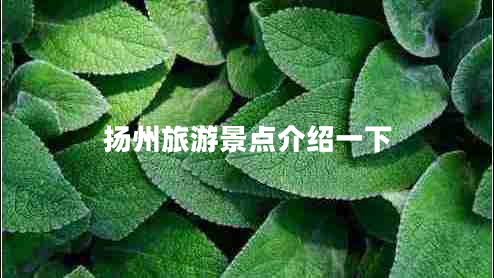 揚(yáng)州旅游景點(diǎn)介紹一下