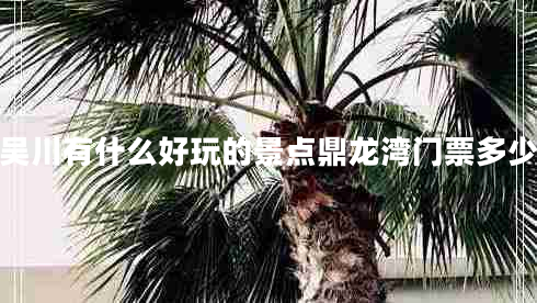 吳川有什么好玩的景點(diǎn)鼎龍灣門票多少