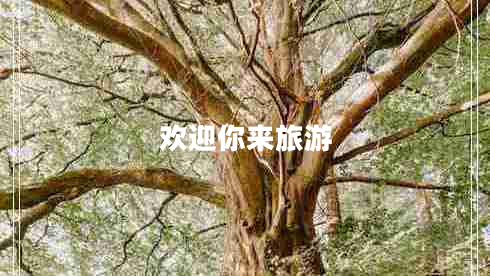 歡迎你來旅游