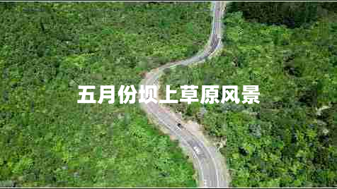 五月份壩上草原風景