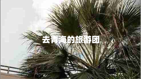去青海的旅游團(tuán)