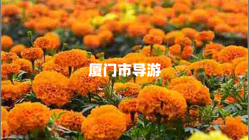 廈門市導游