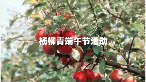 楊柳青端午節(jié)活動