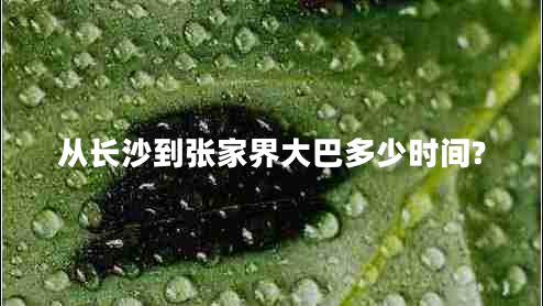 從長沙到張家界大巴多少時間?