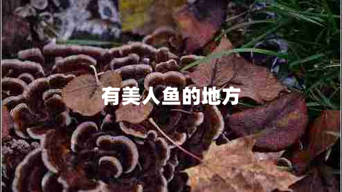 有美人魚的地方