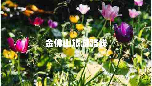 金佛山旅游路線