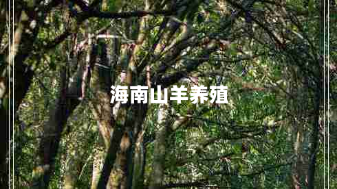 海南山羊養(yǎng)殖