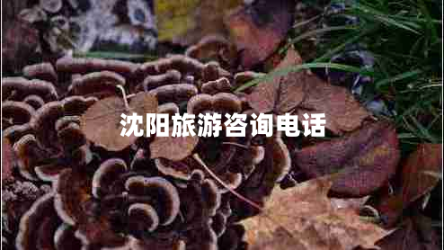 沈陽(yáng)旅游咨詢電話