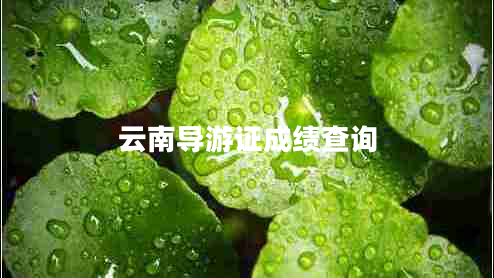 云南導游證成績查詢