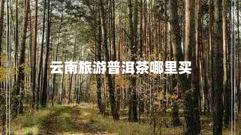云南旅游普洱茶哪里買