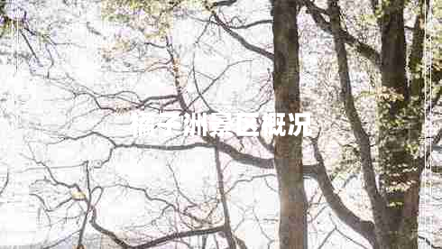 橘子洲景區(qū)概況