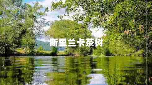 斯里蘭卡茶樹