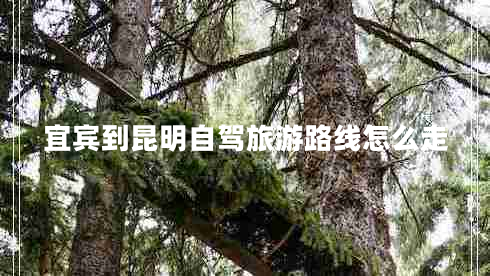 宜賓到昆明自駕旅游路線怎么走