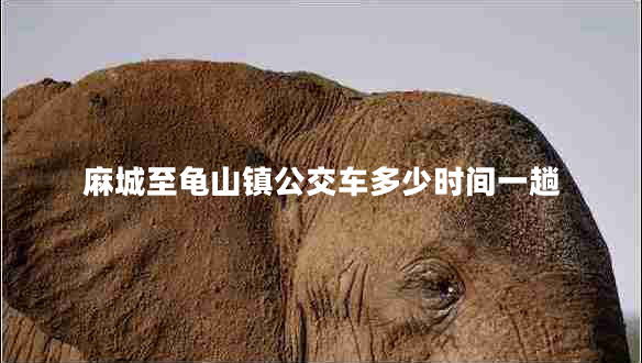 麻城至龜山鎮(zhèn)公交車多少時間一趟