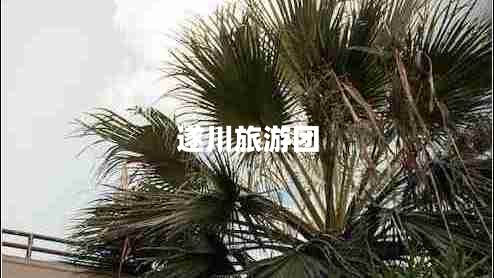 遂川旅游團(tuán)