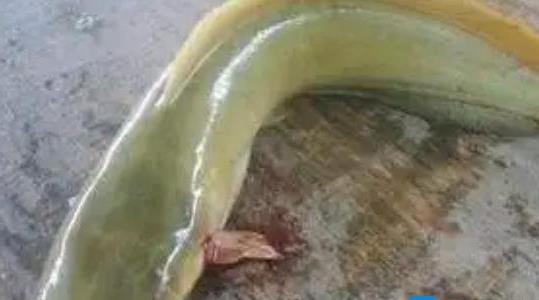 塘角魚(yú)養(yǎng)殖周期是多久