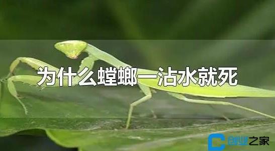 螳螂是益蟲還是害蟲