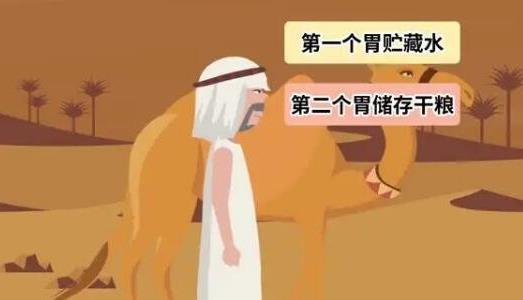 駱駝有幾個胃都有什么作用