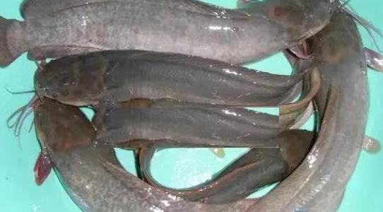 塘角魚(yú)養(yǎng)殖周期是多久