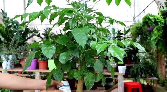 幸福樹的養(yǎng)殖方法和注意事項(xiàng)