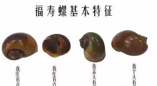 福壽螺和田螺的區(qū)別