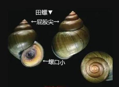 福壽螺和田螺的區(qū)別