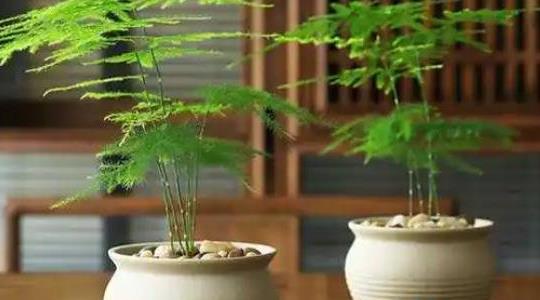 文竹的養(yǎng)殖方法和注意事項